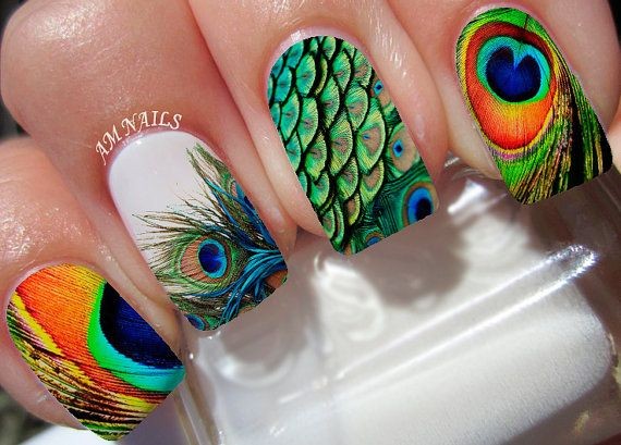 Tropical Bird Feathers