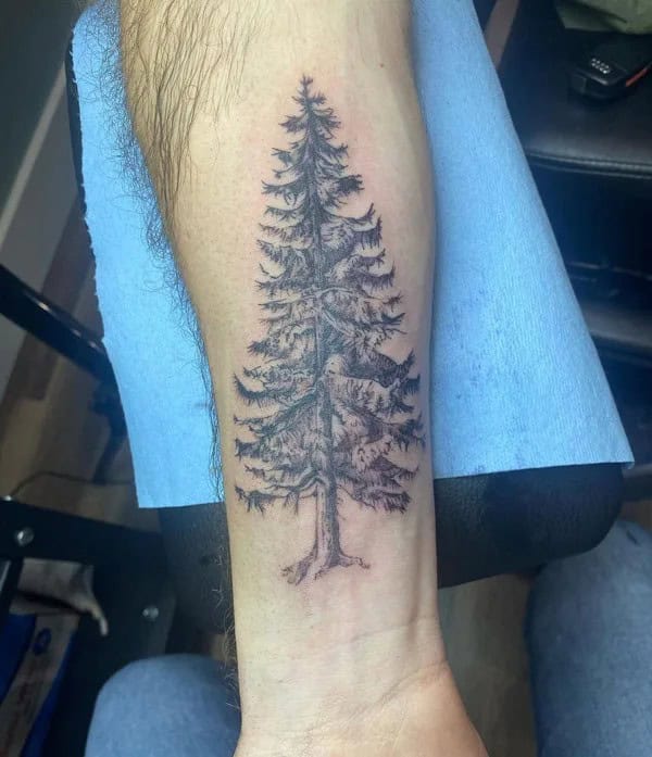 Pine Tree Tattoo On The Forearm